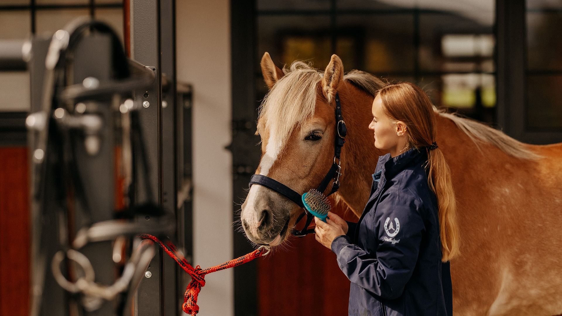 Riding instructor brushes a Haflinger horse.
