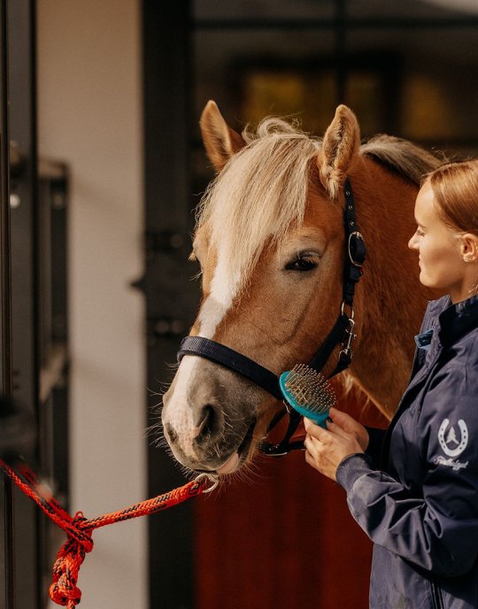 Reitlehrerin bürstet ein Haflinger-Pferd. 