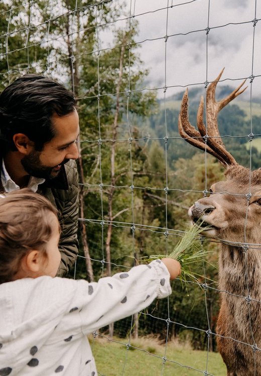 Vater und Kind füttern gemeinsam einen Hirsch durch den Zaun mit frischem Gras, im Hintergrund Bäume und Berge.