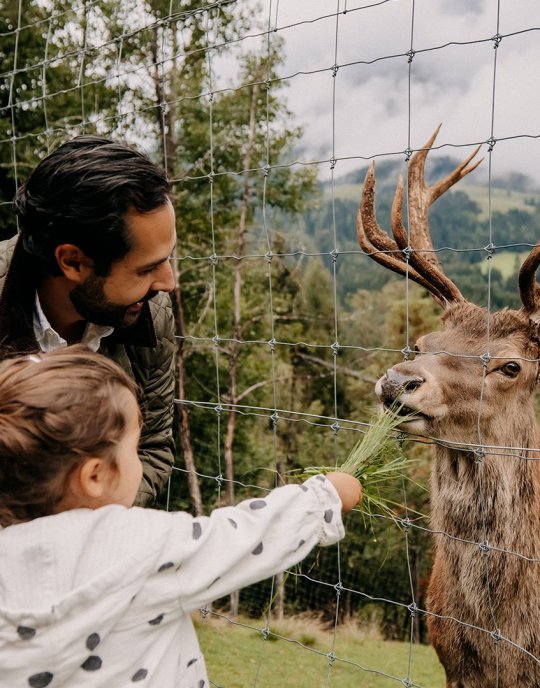Vater und Kind füttern gemeinsam einen Hirsch durch den Zaun mit frischem Gras, im Hintergrund Bäume und Berge.